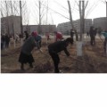 В рамках программы благоустройства и санитарной очистки города.