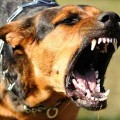 28 сентября Всемирный день борьбы с бешенством